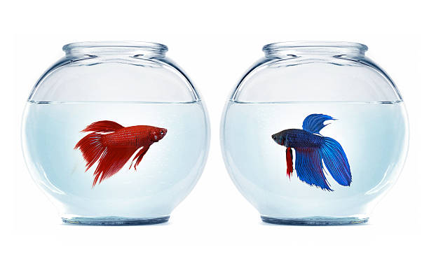 betta fishes what you looking at fish-o!? two bettas looking for a fight siamese fighting fish stock pictures, royalty-free photos & images