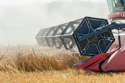 Close-up of combine harvester in agriculture filed harvesting wheat crops.