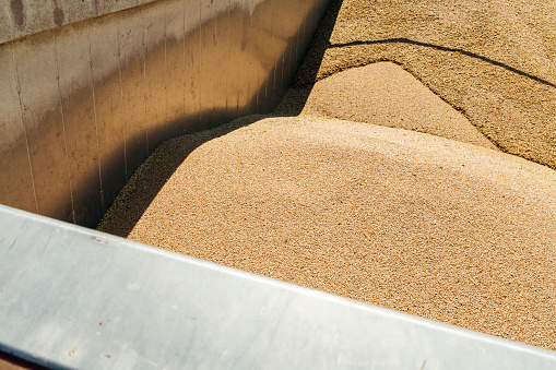 Combine harvester loading wheat grains in truck.