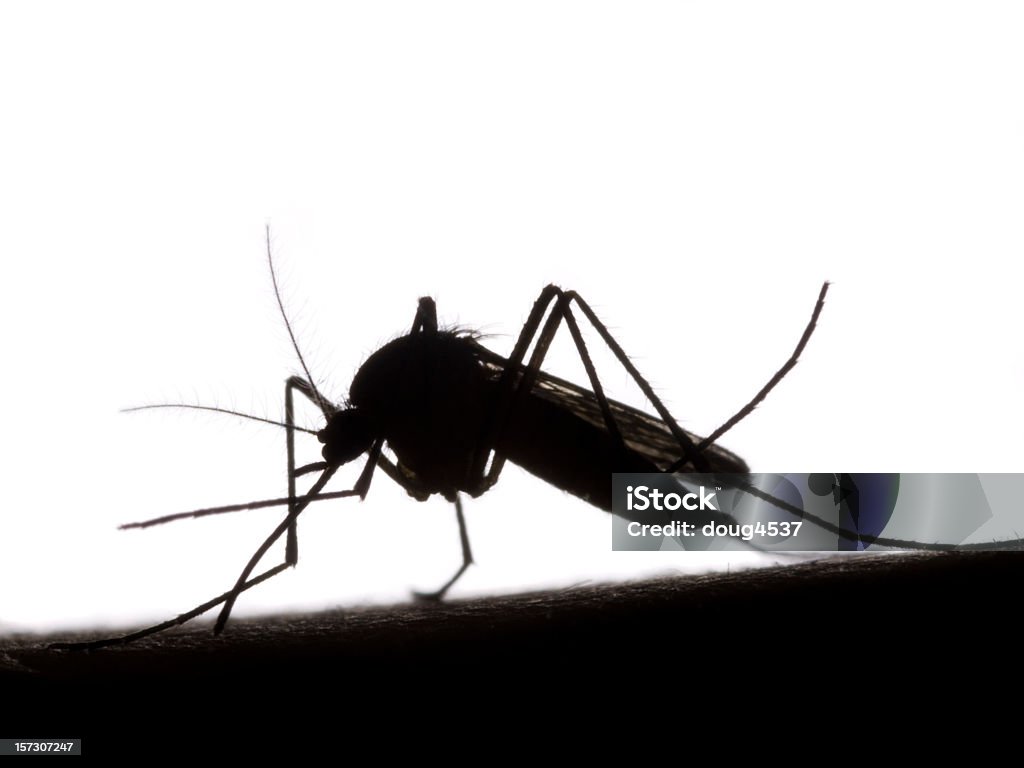 Black and white silhouette of mosquito Mosquito silhouetted against a white background. Mosquito Stock Photo