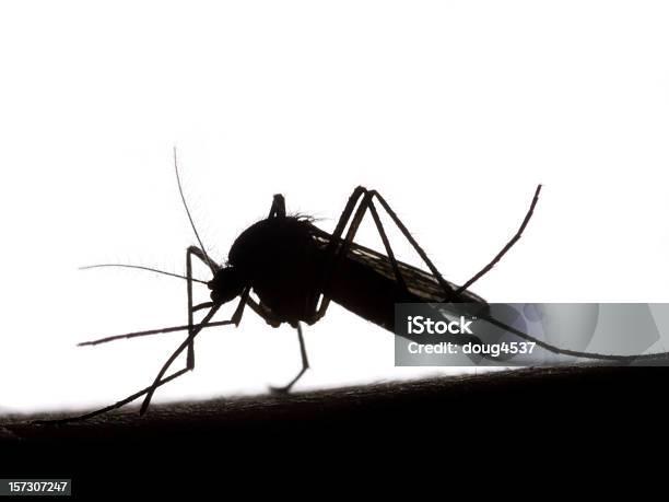 Black And White Silhouette Of Mosquito Stock Photo - Download Image Now - Mosquito, In Silhouette, Aedes Mosquito
