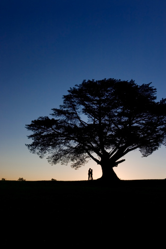 Adam n Eve-lone tree photo