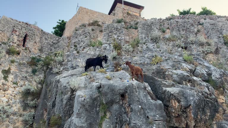 Mountain goats on sheer cliffs or stone walls.