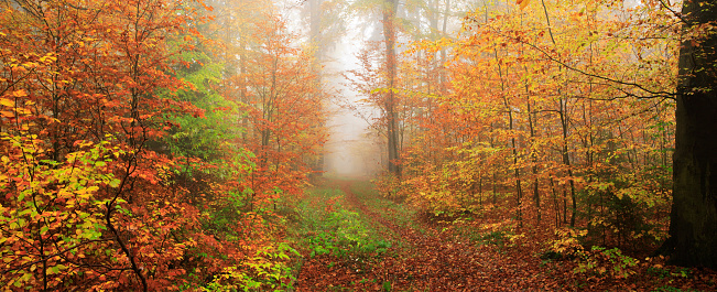 beech forest, EOS 5D, 2 frames