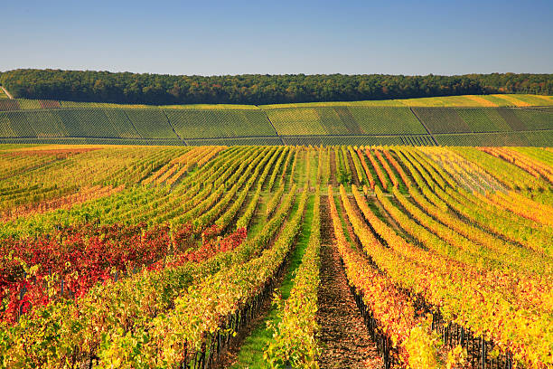 autumnal wineyards - vinery imagens e fotografias de stock