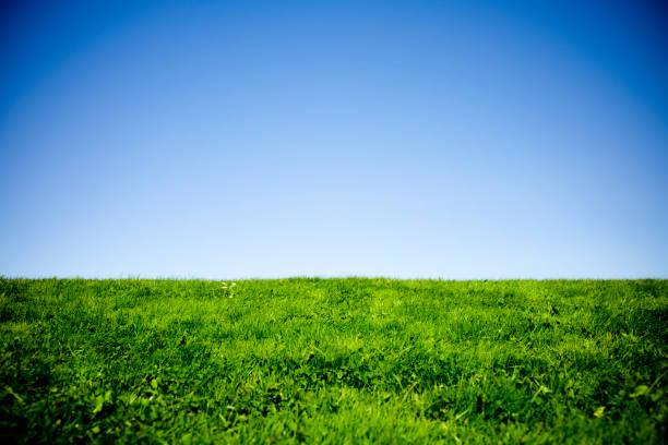 istock Green Grass and Blue Sky with Vignetting 157307531