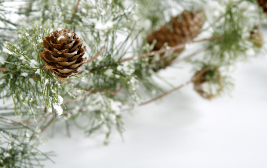 Branches of a young cedar with a scattering of ripe cones. Close-up with background blur.