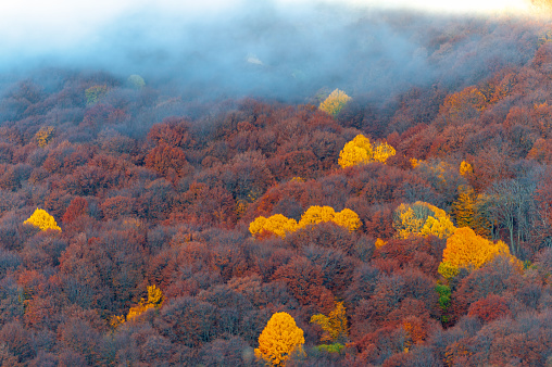 Autumn photos of the Crimean peninsula. High in the mountains above the clouds. Beech, pine, hornbeam, forest in the Demerdji mountains