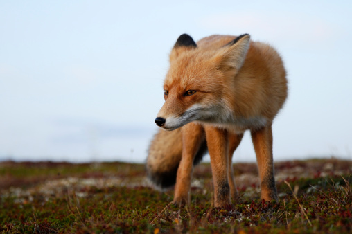 Red fox, Wildlife. Arctic,  Kolguev Island, Barents Sea, Russia.