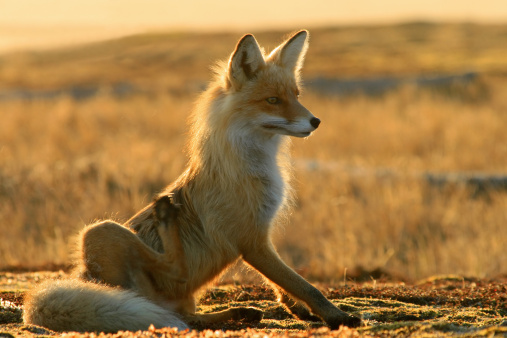 Red fox. Wildlife. Wildlife. Arctic,  Kolguev Island, Russia.