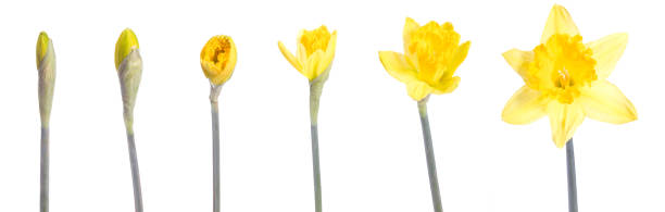 grandir - daffodil flower isolated cut out photos et images de collection