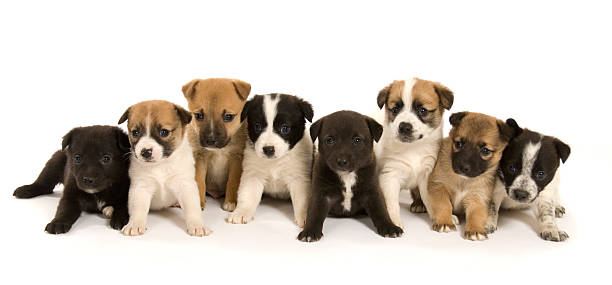 Group of Puppies stock photo