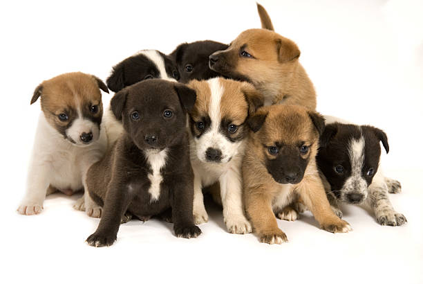 Group of eight adorable puppies stock photo