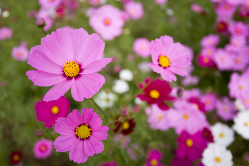 Landscape nature background of beautiful pink cosmos flower field