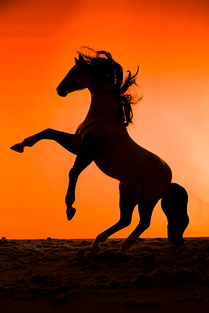 Horse running in the fog. Silhouette photo of a backlight horse.