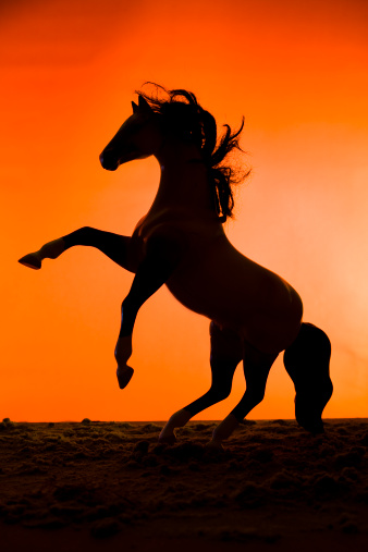Rearing stallion horse in silhouette against sunset sky.\n[url=/file_closeup.php?id=4579725][img]/file_thumbview_approve.php?size=1&id=4579725[/img][/url] [url=/file_closeup.php?id=4632718][img]/file_thumbview_approve.php?size=1&id=4632718[/img][/url] [url=/file_closeup.php?id=4610044][img]/file_thumbview_approve.php?size=1&id=4610044[/img][/url] \n[B][url=/file_search.php?action=file&lightboxID=660431]More COWBOY Images[/url][B]\n[url=file_closeup.php?id=25810250][img]file_thumbview_approve.php?size=1&id=25810250[/img][/url] [url=file_closeup.php?id=2439868][img]file_thumbview_approve.php?size=1&id=2439868[/img][/url] [url=file_closeup.php?id=25721813][img]file_thumbview_approve.php?size=1&id=25721813[/img][/url] \n [b][url=/file_search.php?action=file&lightboxID=3344577]More PETS AND ANIMALS Images[/url][b]\n[url=file_closeup.php?id=25597612][img]file_thumbview_approve.php?size=1&id=25597612[/img][/url] [url=file_closeup.php?id=25595061][img]file_thumbview_approve.php?size=1&id=25595061[/img][/url] [url=file_closeup.php?id=1802078][img]file_thumbview_approve.php?size=1&id=1802078[/img][/url]