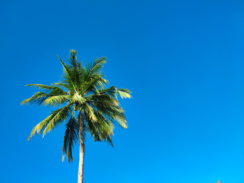 Coconut trees stand tall and the sky is clear blue