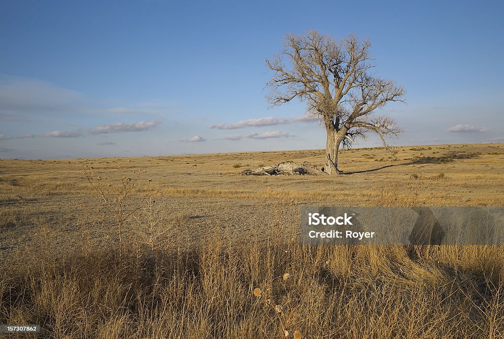 Árbol de prairie - Foto de stock de Kansas libre de derechos