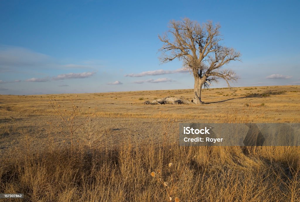 Albero a prairie - Foto stock royalty-free di Kansas