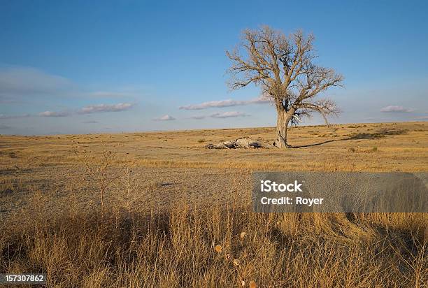 Albero A Prairie - Fotografie stock e altre immagini di Kansas - Kansas, Inverno, Prateria - Zona erbosa
