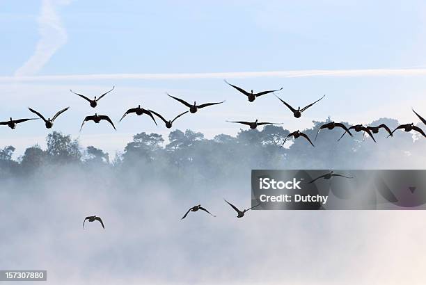 Geese Taking Off Stock Photo - Download Image Now - Goose - Bird, Netherlands, Animal