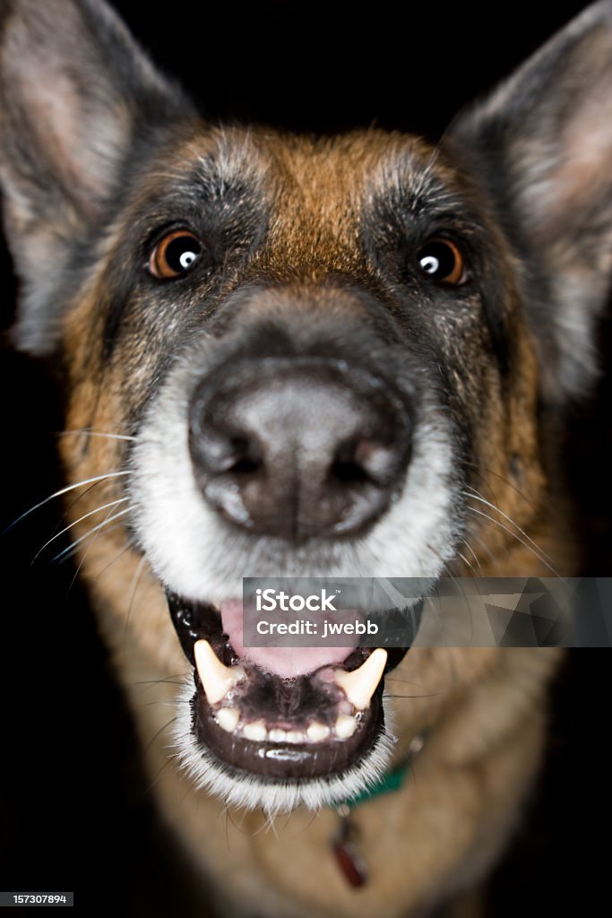 Nos alegramos de que usted - Foto de stock de Perro libre de derechos