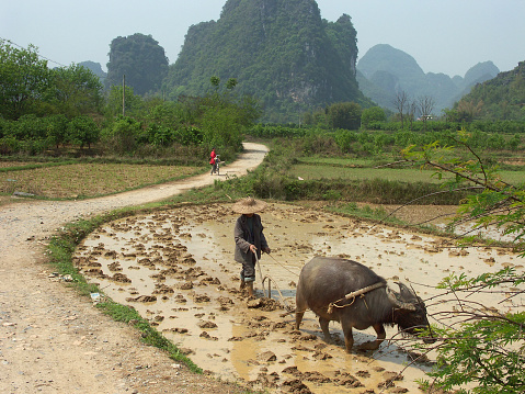 indonesia buffalo walks to eat grass in a wide field.