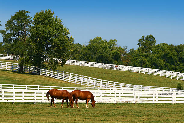 deux chevaux paissant - farm fence photos et images de collection