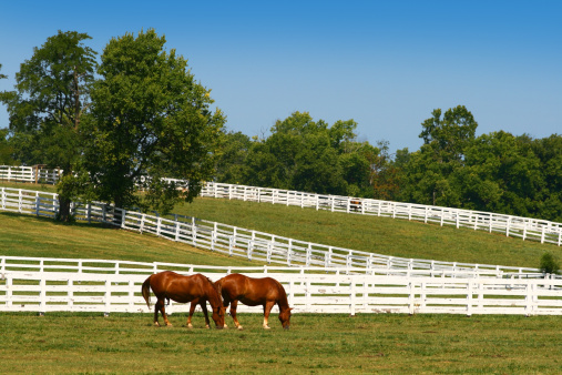 Two brown horses that have been rescued and brought back to health enjoy their new environment by walking around in a fenced-in pasture.