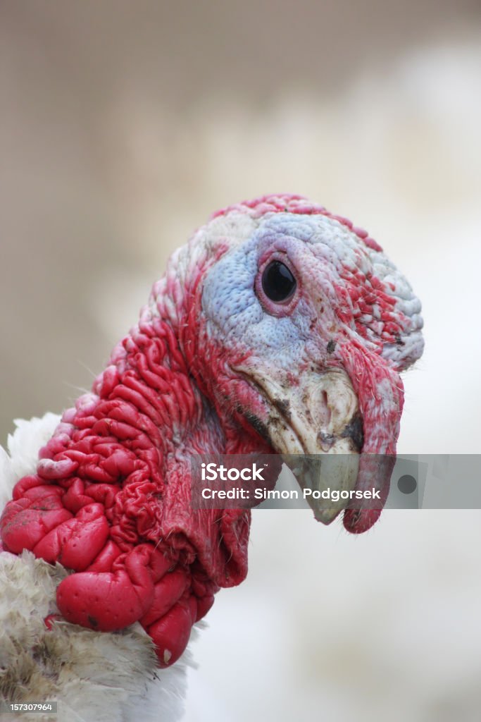 Turchia portait - Foto stock royalty-free di Animale