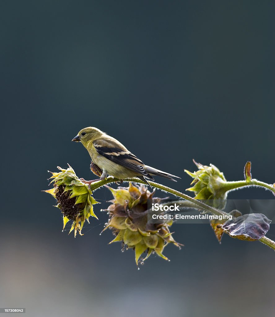 어메리칸금방울새 (Carduelis tristis) 해바라기 몰래 접근하다 - 로열티 프리 먹기 스톡 사진