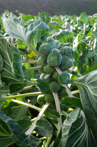 Medium shot of cabbage family brussels sprouts (Brassica oleracea) stalks with the individual sprouts visable.