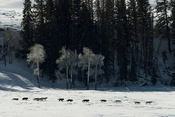 Druid wolf pack of gray timber wolves on snow Yellowstone