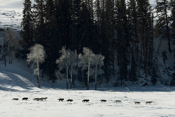 Druid wolf pack of gray timber wolves on snow Yellowstone Most of the Druid grey wolf pack trot across the snow filled Lamar Valley in Yellowstone National Park. Pine trees and cottonwood trees are in the background. The gray wolf is the largest wild member of the Canidae family and an ice age survivor. canis lupus stock pictures, royalty-free photos & images