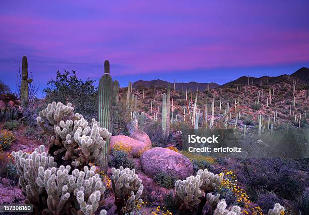 De Saguaro Atardecer Foto de stock y más banco de imágenes de Arizona - Arizona, Desierto, Paisaje no urbano