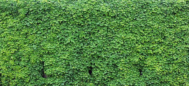 Bright green wall of ivy leaves