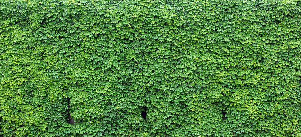 Bright green wall of ivy leaves Wall of ivy provides a lush, green backdrop. ivy stock pictures, royalty-free photos & images
