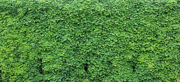 Photo of Bright green wall of ivy leaves