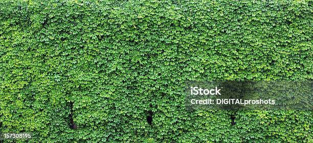 Стена Ivy — стоковые фотографии и другие картинки Плющ - Плющ, Окружающая стена, Пышная растительность