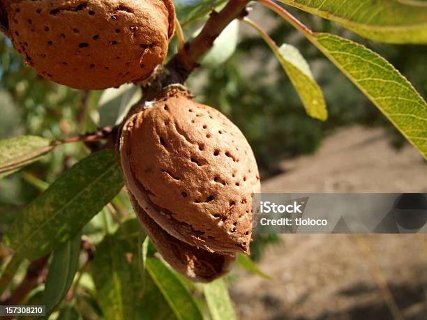 Almond Stockfoto und mehr Bilder von Mandelbaum - Mandelbaum, Mandel, Baum
