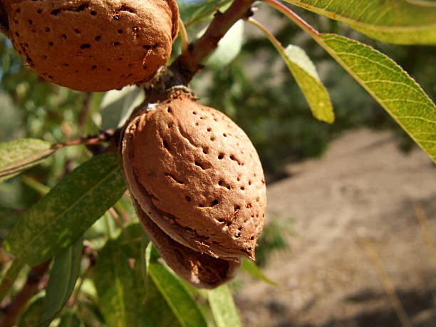 detail of an almond tree