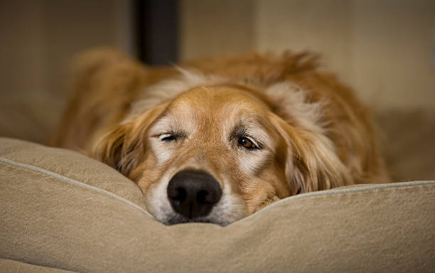 jovem macho golden retriever de ativar de uma sesta - golden retriever retriever golden dog imagens e fotografias de stock