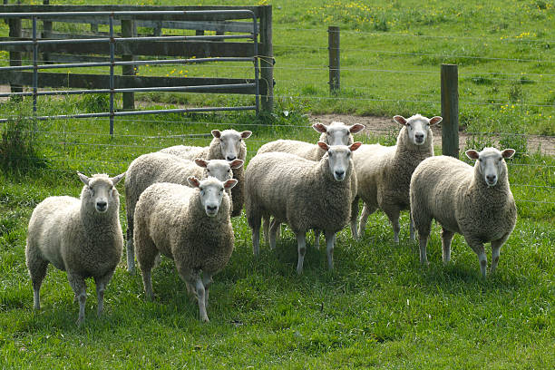 istock flock of sheep in yard 157308288