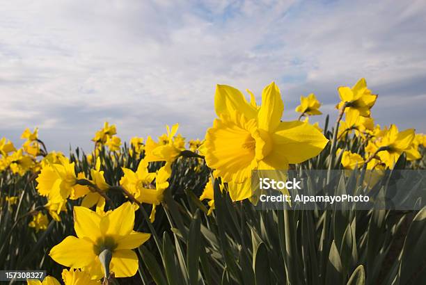 Yellow Daffodilsi Foto de stock y más banco de imágenes de Agricultura - Agricultura, Aire libre, Ajardinado