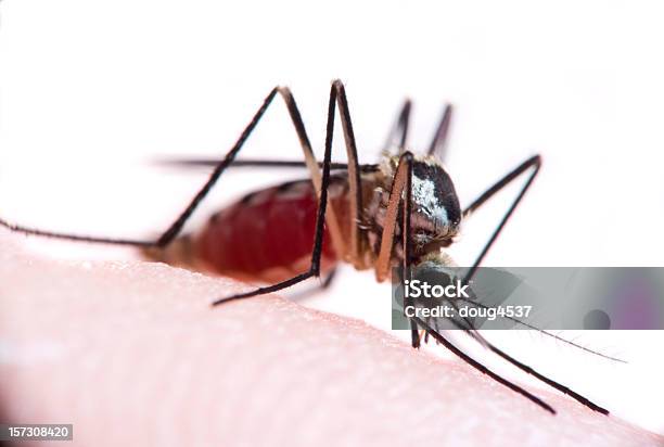 吸血性モスキート - 噛むのストックフォトや画像を多数ご用意 - 噛む, 蚊, ウェストナイルウイルス