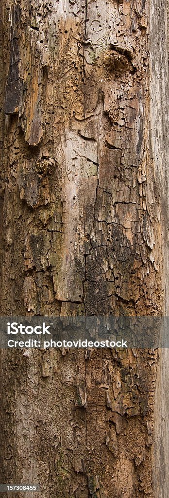 Alte Baumrinde Textur - Lizenzfrei Baum Stock-Foto
