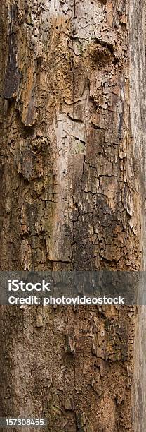 Alte Baumrinde Textur Stockfoto und mehr Bilder von Baum - Baum, Eiche, Holz