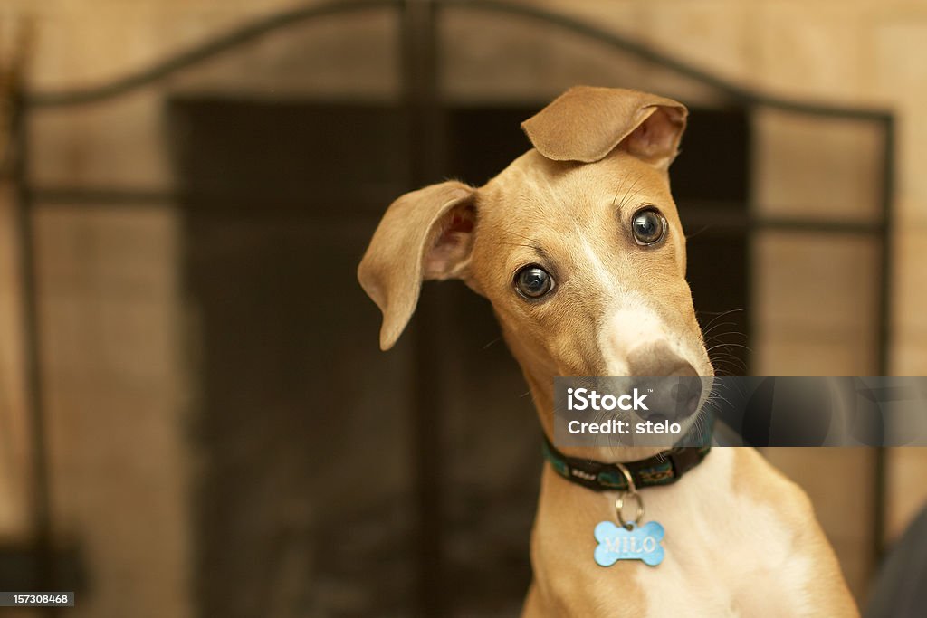 Italian greyhound (Milo)  Dog Stock Photo