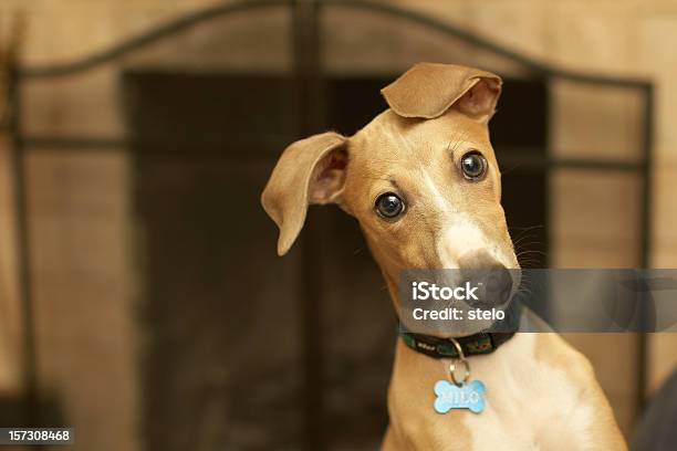 Italian Greyhound Stock Photo - Download Image Now - Dog, Alertness, Asking