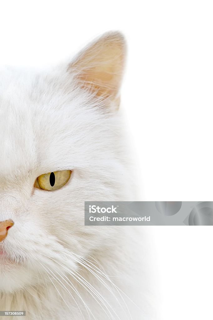 Chat blanc (macro - Photo de Faune libre de droits